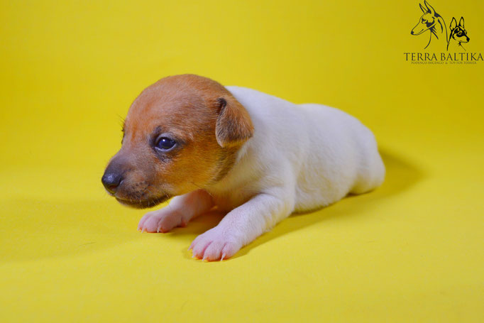 #тойфокстерьер #амертой #террабалтика #toyfoxterrier #terrabaltika #puppies #kennel