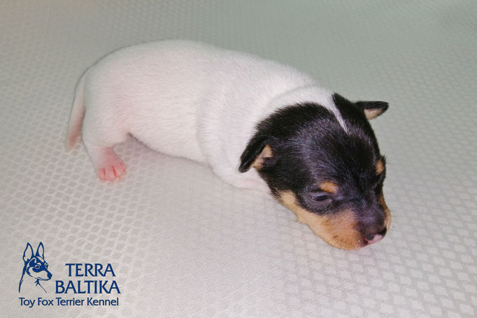 #тойфокстерьер #амертой #террабалтика #toyfoxterrier #terrabaltika #puppies #kennel #маленькаясобака #минипорода #маленькаяпородасобак #собачканамаленькихножках #американскийтойфокстерьер #тойфокс #americantoyfoxterrier