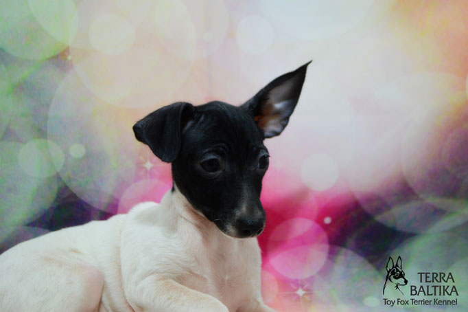 #тойфокстерьер #амертой #террабалтика #toyfoxterrier #terrabaltika #puppies #kennel