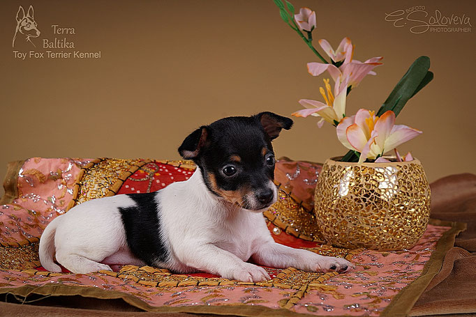 #тойфокстерьер #амертой #террабалтика #toyfoxterrier #terrabaltika #puppies #kennel