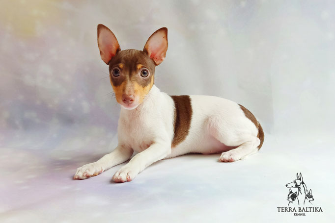 Той-фокстерьер, амертой, той-фокс, тфт, американский той-фокстерьер, Toy Fox Terrier, Terra Baltika, Терра Балтика, щенки той-фокстерьера, питомник той-фокстерьер