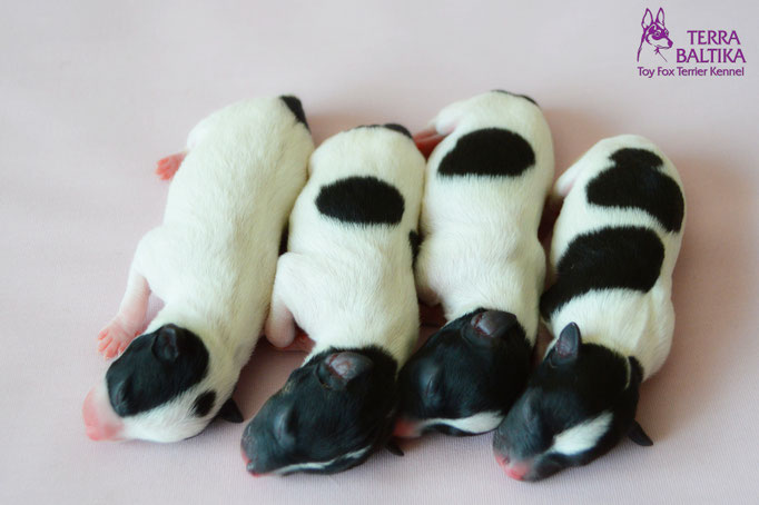 #тойфокстерьер #амертой #террабалтика #toyfoxterrier #terrabaltika #puppies #kennel