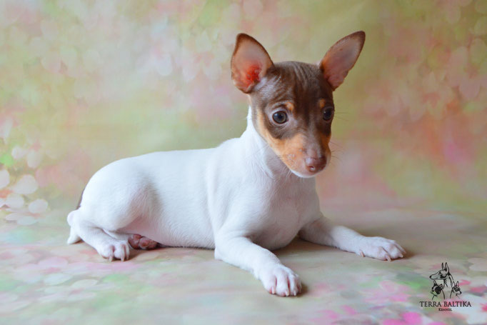 Той-фокстерьер, амертой, той-фокс, тфт, американский той-фокстерьер, Toy Fox Terrier, Terra Baltika, Терра Балтика, щенки той-фокстерьера, питомник той-фокстерьер