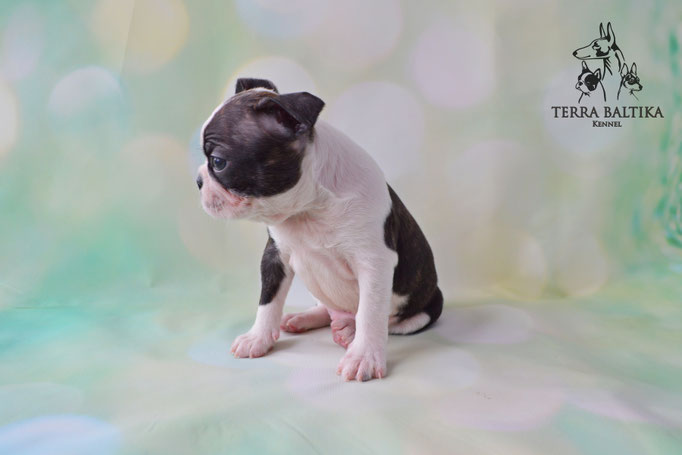 бостон терьер, бостонский терьер, boston terrier, бостон, щенки бостона, питомник бостонов