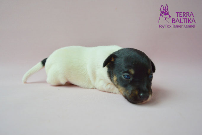 #тойфокстерьер #амертой #террабалтика #toyfoxterrier #terrabaltika #puppies #kennel #маленькаясобака #минипорода #маленькаяпородасобак #собачканамаленькихножках #американскийтойфокстерьер #тойфокс #americantoyfoxterrier