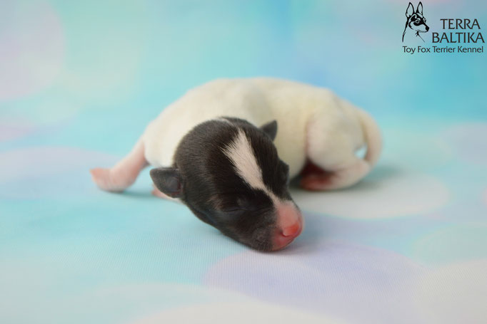 #тойфокстерьер #амертой #террабалтика #toyfoxterrier #terrabaltika #puppies #kennel