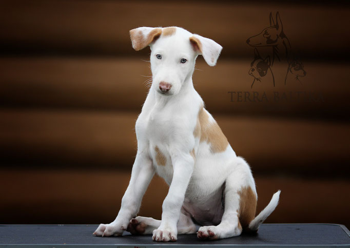 Поденко ибиценко, ибицкая борзая, ивисская борзая, ибизан, Podenco Ibicenco, Ibizan Hound, Terra Baltika, Терра Балтика