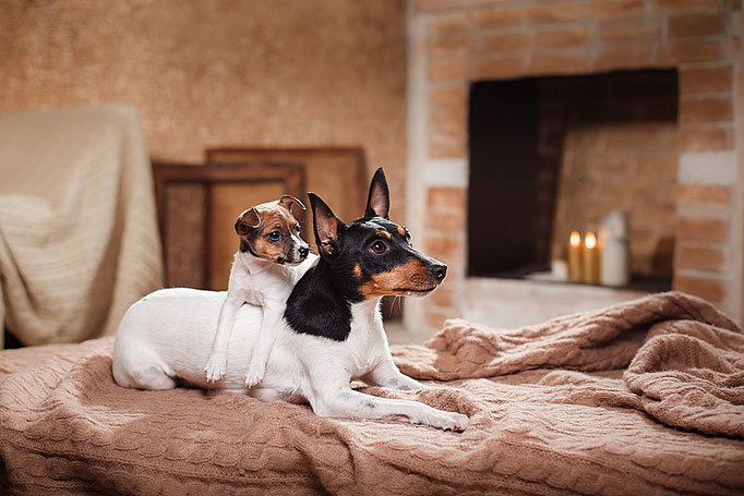 #тойфокстерьер #амертой #террабалтика #toyfoxterrier #terrabaltika #puppies #kennel