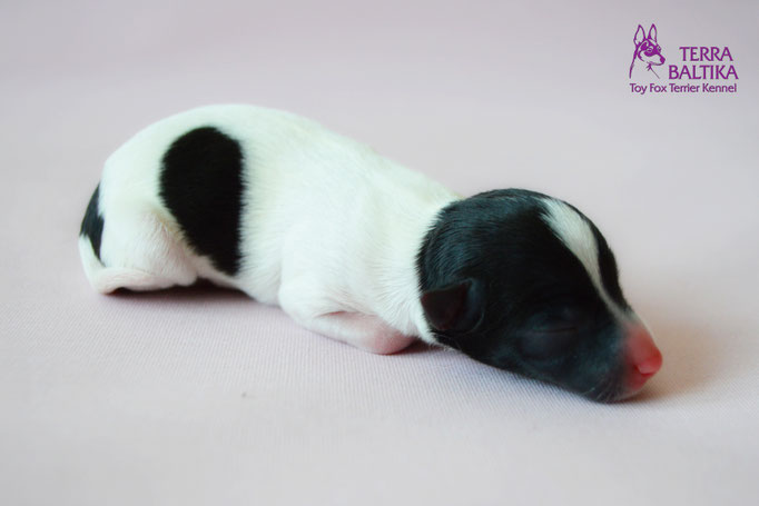 #тойфокстерьер #амертой #террабалтика #toyfoxterrier #terrabaltika #puppies #kennel