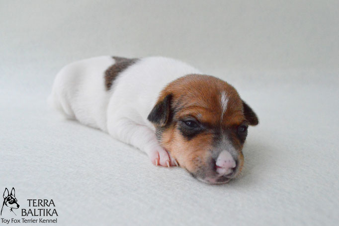 #тойфокстерьер #амертой #террабалтика #toyfoxterrier #terrabaltika #puppies #kennel #маленькаясобака #минипорода #маленькаяпородасобак #собачканамаленькихножках #американскийтойфокстерьер #тойфокс #americantoyfoxterrier
