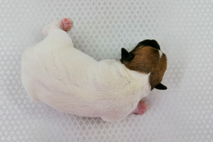 #тойфокстерьер #амертой #террабалтика #toyfoxterrier #terrabaltika #puppies #kennel #маленькаясобака #минипорода #маленькаяпородасобак #собачканамаленькихножках #американскийтойфокстерьер #тойфокс #americantoyfoxterrier