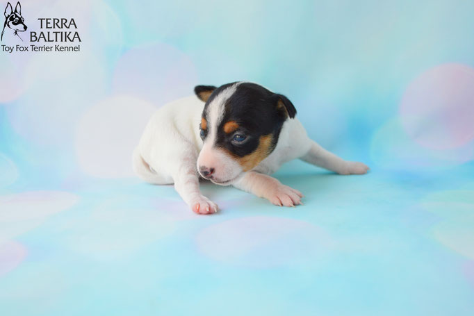 #тойфокстерьер #амертой #террабалтика #toyfoxterrier #terrabaltika #puppies #kennel