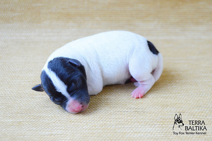 #тойфокстерьер #амертой #террабалтика #toyfoxterrier #terrabaltika #puppies #kennel