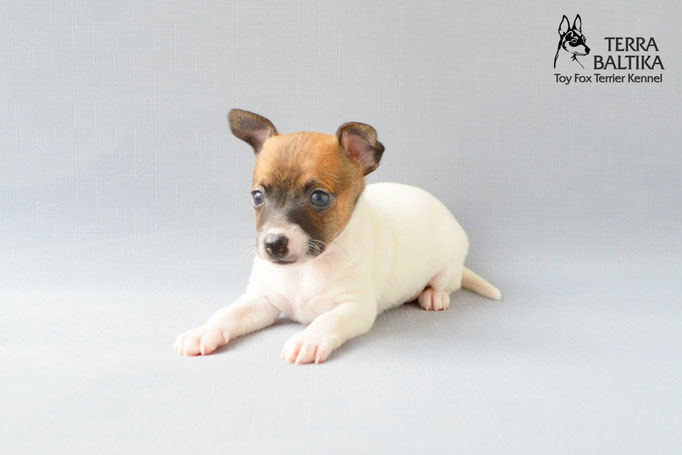 #тойфокстерьер #амертой #террабалтика #toyfoxterrier #terrabaltika #puppies #kennel