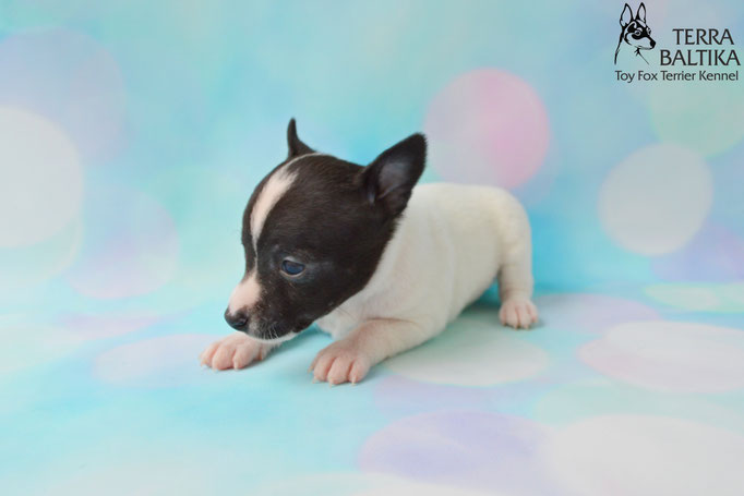 #тойфокстерьер #амертой #террабалтика #toyfoxterrier #terrabaltika #puppies #kennel