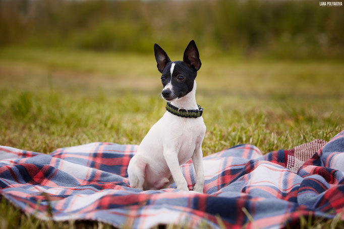 #тойфокстерьер #амертой #террабалтика #toyfoxterrier #terrabaltika #puppies #kennel