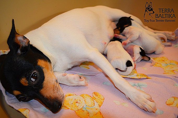 #тойфокстерьер #амертой #террабалтика #toyfoxterrier #terrabaltika #puppies #kennel