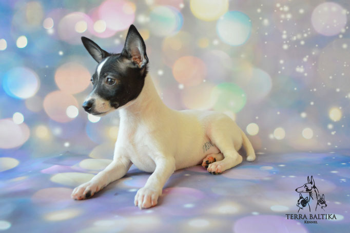 Той-фокстерьер, той-фокс, амертой, американский той-фокстерьер, Toy Fox Terrier