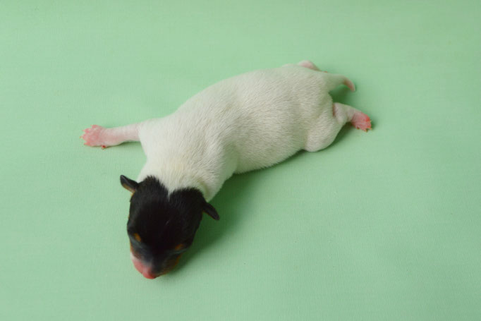 #тойфокстерьер #амертой #террабалтика #toyfoxterrier #terrabaltika #puppies #kennel