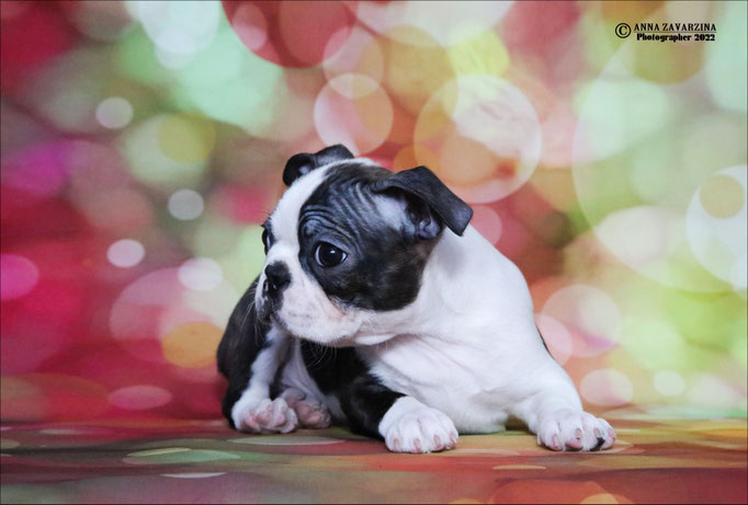 Бостон терьер, бостонский терьер, Boston terrier, щенки бостона, питомник бостон терьеров, Terra Baltika, Терра Балтика