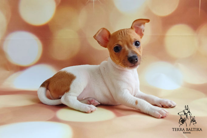 Той-фокстерьер, той-фокс, амертой, тфт, американский той-фокстерьер, Toy fox Terrier