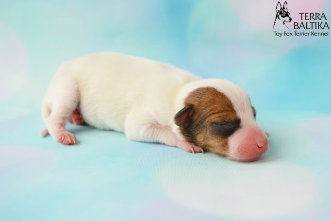 #тойфокстерьер #амертой #террабалтика #toyfoxterrier #terrabaltika #puppies #kennel