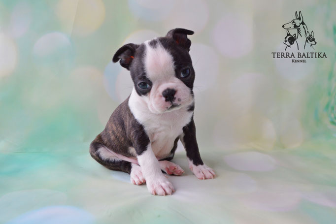 бостон терьер, бостонский терьер, boston terrier, бостон, щенки бостона, питомник бостонов