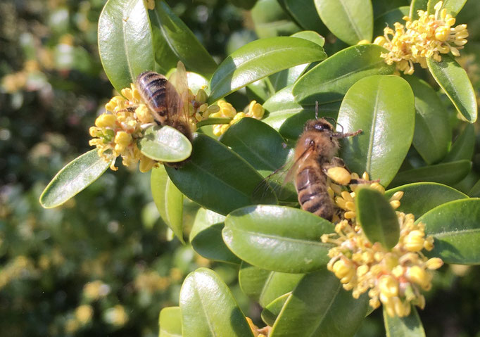 Plante Mellifère - Buis - Pollen