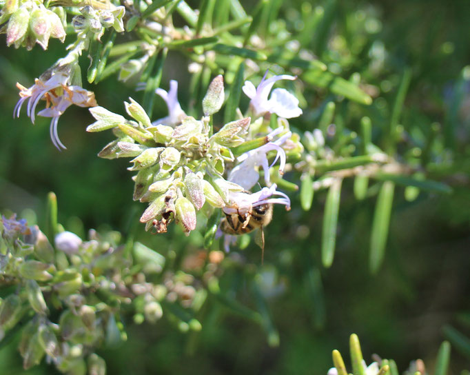 Plante mellifère - Romarin - Miel de fleurs sauvages