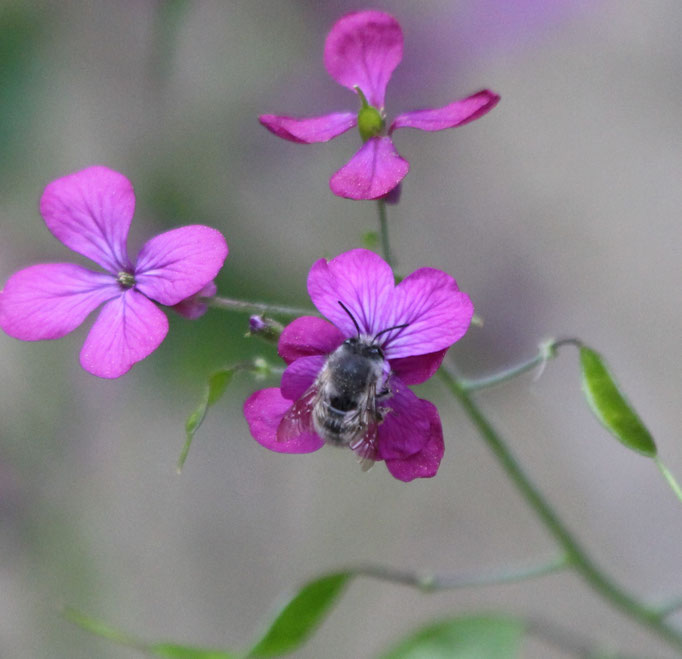 Abeille maçonne - Abeilles sauvages