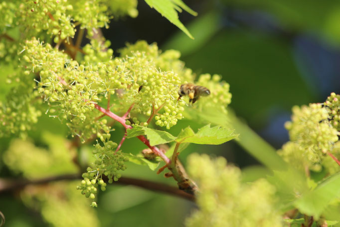 Plante mellifère - Vigne