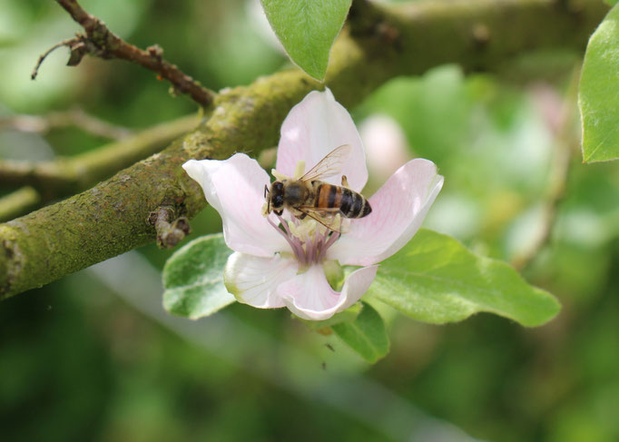 Plante Mellifère - Pommier - Miel de fruitiers