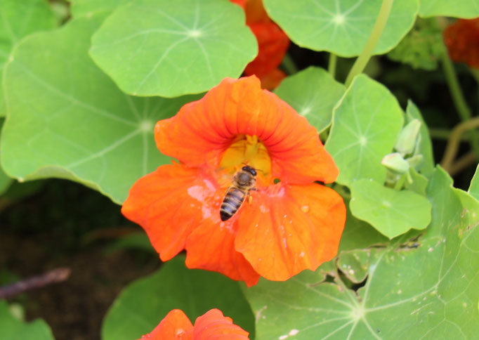 Capucine - Permaculture