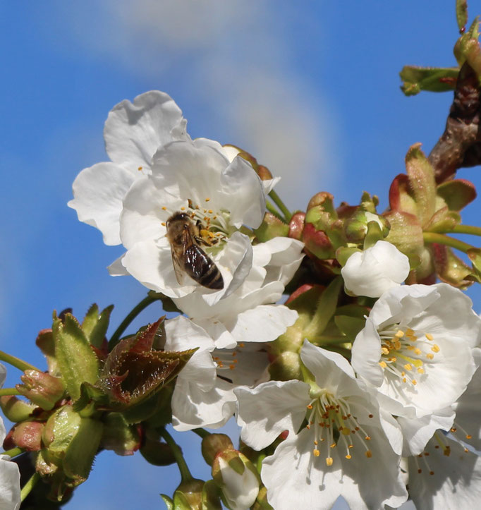 Plante Mellifère - Pommier - Miel de fruitiers