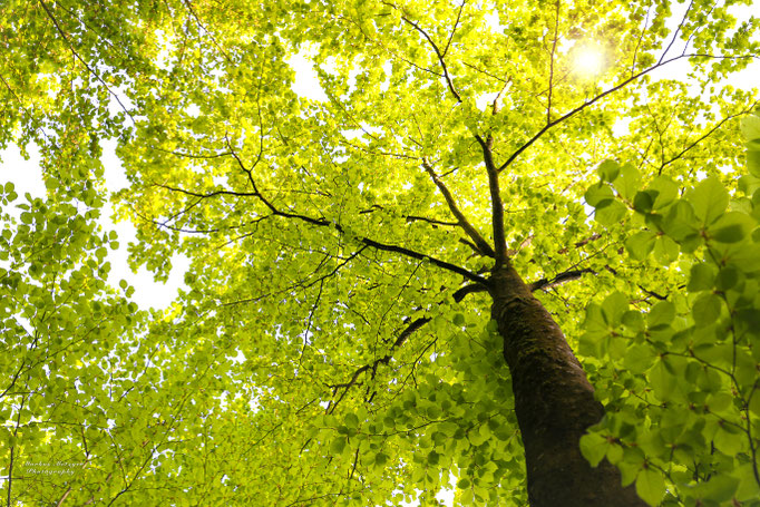 https://www.markus1.de, markus, metzger, fotograf, rems murr kreis, hochzeit, hochzeitsfotograf, welzheim, waiblingen, aalen, alfdorf, schorndorf, schwäbisch gmünd, homepage, fotos, natur, fotografie : naturfoto vom wald nahe gschwend im welzheimer wald