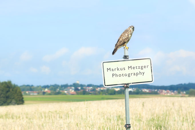 naturfotos, vogel, welzheim, natur, https://www.markus1.de, markus, metzger, fotograf, rems murr kreis, waiblingen, aalen, alfdorf, schorndorf, schwäbisch gmünd, homepage, fotos, sommer, landschaft, fotografie : greifvogel im rems murr kreis