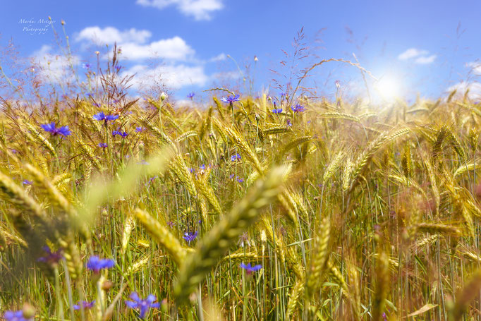 https://www.markus1.de, markus, metzger, fotograf, rems murr kreis, hochzeit, hochzeitsfotograf, welzheim, waiblingen, aalen, alfdorf, schorndorf, schwäbisch gmünd, homepage, fotos, natur, fotografie : weizenfeld, roggenfeld, bei alfdorf, sommerfoto