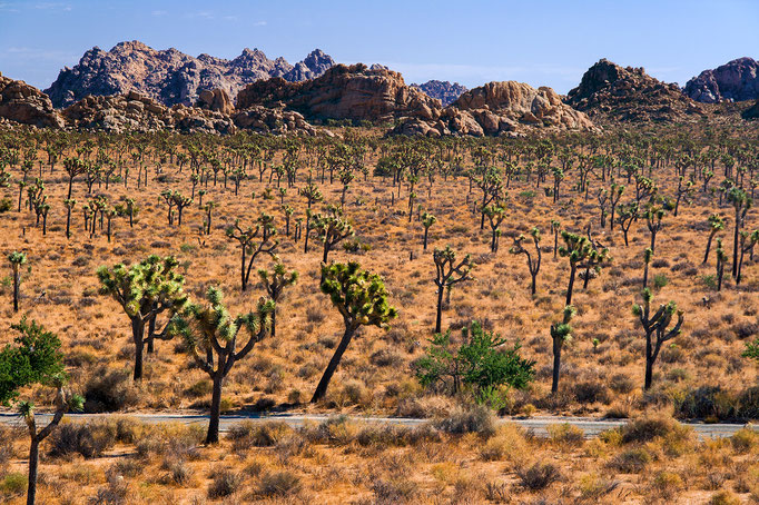 California | Joshua Tree Park | Lost Horse Valley