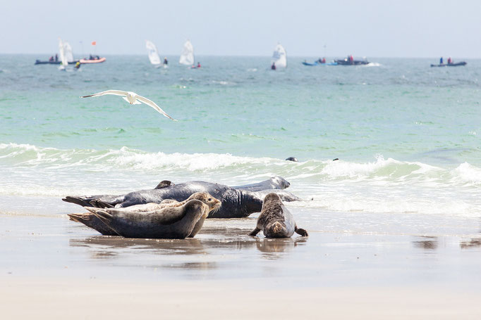 Kegelrobben / Südstrand / Düne Helgoland