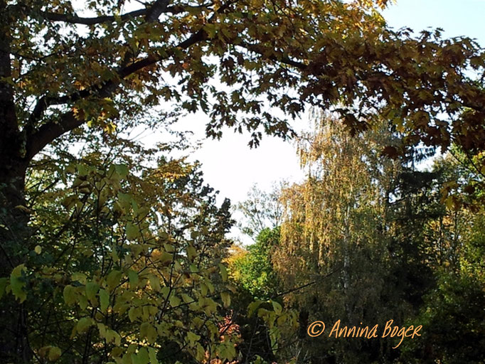 Annina Boger©_Bad Wörishofen Kurpark_Herbst_Bäume_Sträucher_Hecken_1024-72_2019