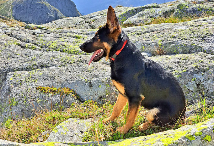 Benji auf dem Gotthard