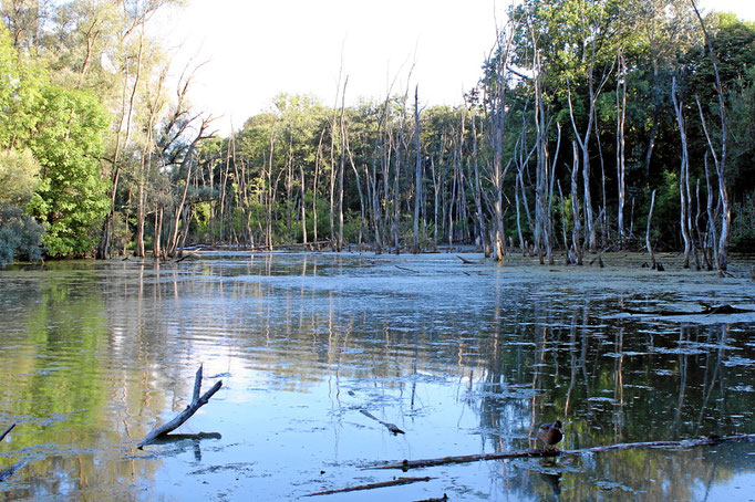 Petite Camargue bei St. Louis
