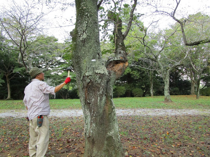 目視、打診などで健康を調査