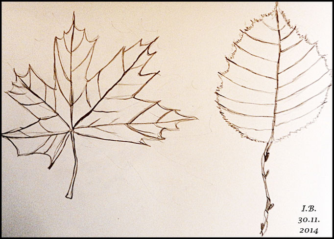 Bleistiftzeichnung Blätter