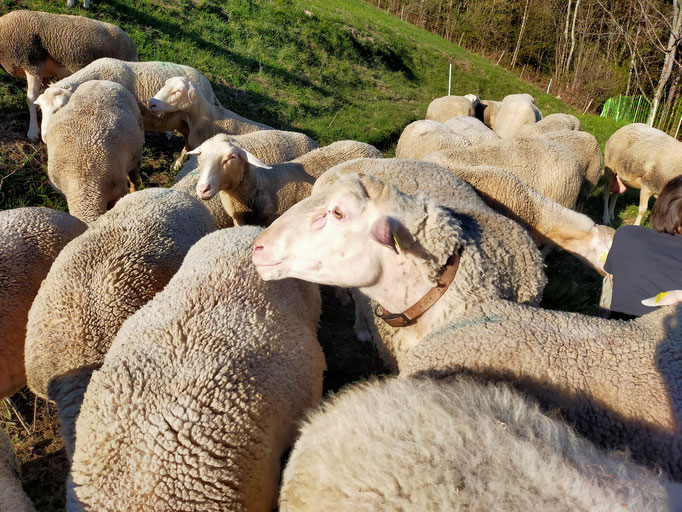 Pecore, heureux de retrouver les copines!