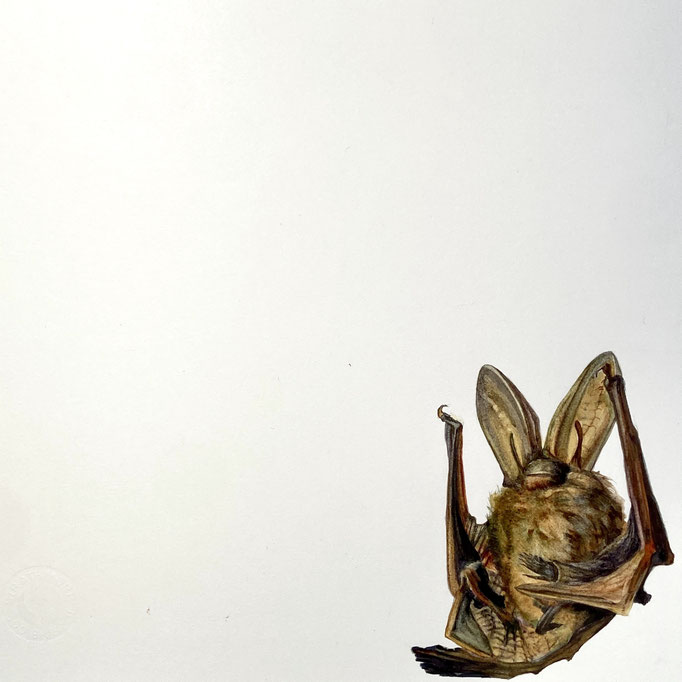 Boxed Bat, 7” x 7” Watercolor on Paper mounted on Found Wood, $625