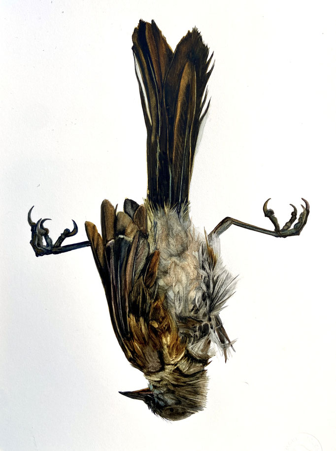 Freefall 2023 Watercolor on Paper 8inx12in, $925.