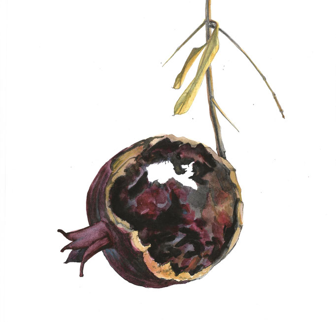 Rat Eaten Pomegranate IV, 6½ x 6½, Watercolor on Paper mounted on Found Wood, $575
