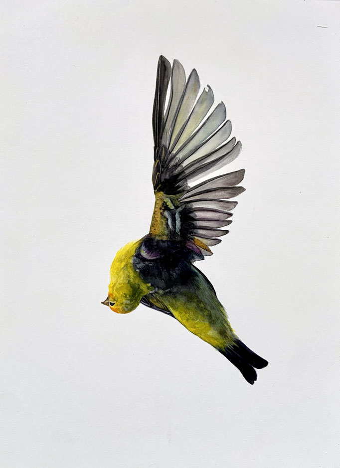 Lemon Drop, 10 x 13½”, Watercolor on Paper mounted on Found Wood, $1550