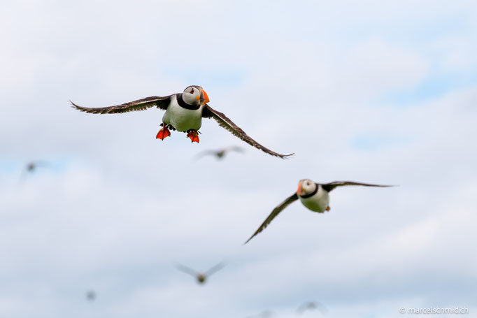 Papageientaucher auf Staple Island, Nordengland